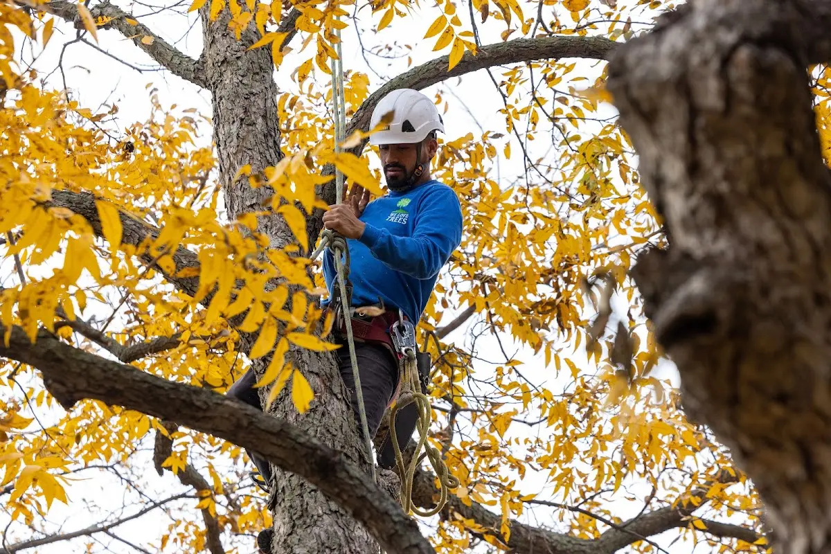 Skilled Dead Tree Removal crew working in Petal